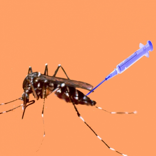 Vacina contra dengue será testada no Brasil